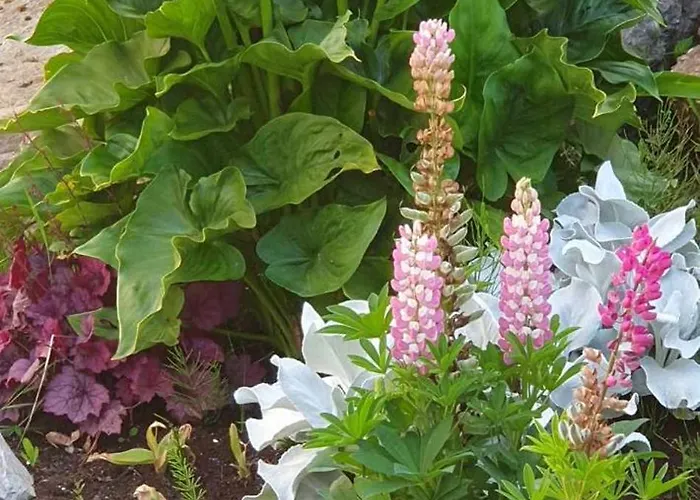 Forest View Galway H54p897 Frühstückspension